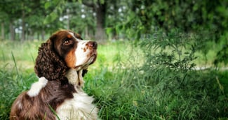 Un maître de 80 ans en larmes retrouvant sa chienne springer spaniel disparue depuis 11 ans, moment rempli d’émotion et de tendresse