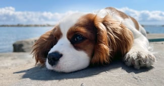 À Rouen, un pit bull s’en prend mortellement à un Cavalier King Charles 