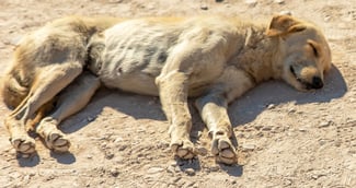 Chien victime de sévices à Vic-Fezensac, appel à témoins lancé ( image d'illustration )