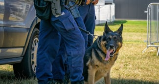 Chien policier reniflant des voitures à la fourrière, scène de découverte émotive avec policiers surpris