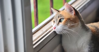 Isabelle retrouve son chat Éclair huit ans après, à Sainte-Luce-sur-Loire