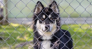 Husky sauvé après avoir été abandonné attaché à un arbre dans le Val-d’Oise
