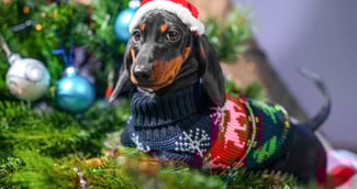 Une petite chienne de type teckel joyeuse retrouvant sa famille après une longue absence.