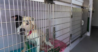 Un chien apeuré, recroquevillé, dans un refuge d’animaux, après un cambriolage.