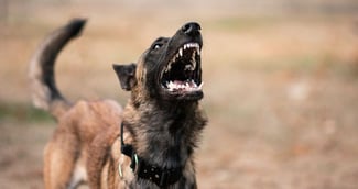 Adolescent mordu 50 fois par un chien en Seine-et-Marne