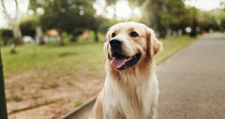 Labrador golden retriever en hommage à Vicky, chien décédé à Saint-Herblain