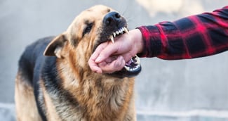 Silhouette de chien errant dans un tunnel urbain sombre la nuit