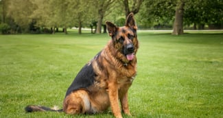 Berger allemand blessé, scène émotive avec propriétaire bouleversé