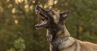 Un malinois belge aboie et attrape quelque chose et a l'air dangereux