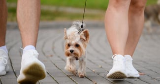 Chienne paniquée défendue par sa maîtresse lors d’une attaque canine à Valence