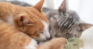 Deux chats sauvés après une chute du 5e étage à Arras pendant une inauguration