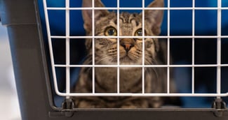 Un chat domestique au regard triste derrière les barreaux d'une cage de transport dans l'obscurité.