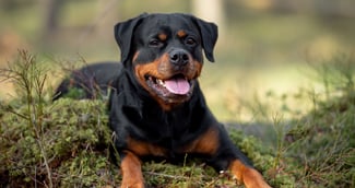 Un rottweiler sombre assis dans un jardin vide, un doudou d’enfant à ses pieds, évoquant drame et émotion