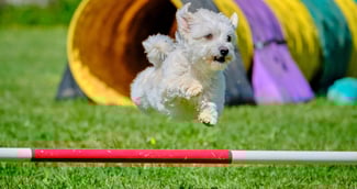 Chien en plein obstacle sportif au Woofest 2025 dans le parc du château de Bertichères