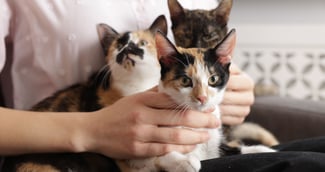 Sally, chatte courageuse, entoure ses sept chatons sauvés, prêts à l’adoption