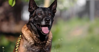 Un chien policier de race Malinois avec son harnais de service, le regard attentif, aux côtés de son maître en uniforme.