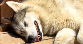 Husky blanc allongé, scène émotive à Lyon – tristesse après agression