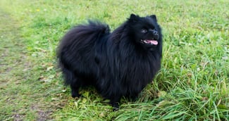 Petit spitz noir victime d'une attaque canine par un pitbull.