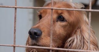 Bailey, le cocker spaniel sauvé de la prison après des mois de maltraitance ( image d'illustration )
