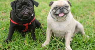 Cyril Schreiner : son chien Albert kidnappé, appel à l'aide