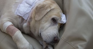 Scène émotive : chien blessé, chat disparu dans un jardin provençal ( image d'illustration )