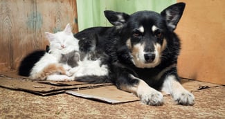 Chiens et chats secourus par Action Protection Animale à Reims