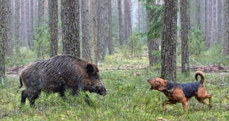 Chien blessé après l’attaque d’un sanglier en pleine ville près de Grenoble .