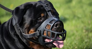 Chien de catégorie dangereuse portant une muselière en public.