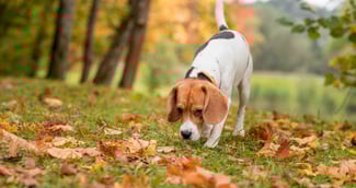 Un chien de chasse vigilant dans une forêt automnale, illustrant le risque lié à la faune sauvage.