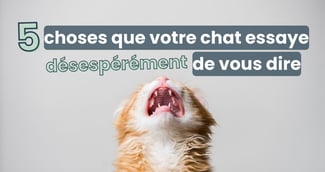 chat balle