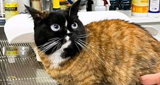 Bruce le chat chimère, avec une moitié de visage noire, une moitié blanche, et des yeux de couleurs différentes
