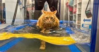 Chat roux Moses en hydrothérapie pour perdre du poids