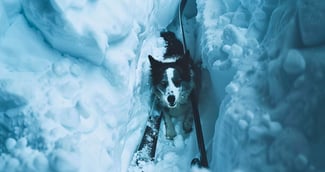Chienne Labrador Retriever dans une montagne enneigée 