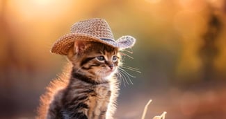 Cowboy, le chaton noir et blanc de Camryn, dans la nature avec un petit chapeau.