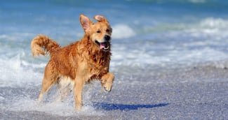 chien à la plage 