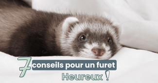 prendre soin furet