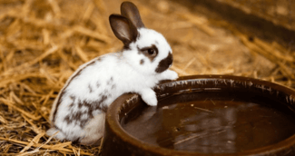 Le lapin boit de l'eau