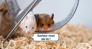 Deux hamsters partagent la même cage