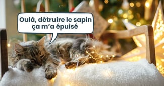 chat hiver 