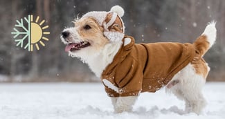 protéger votre chien du froid
