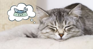 chat rêves 