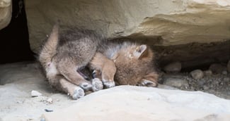 bébé coyote chiot