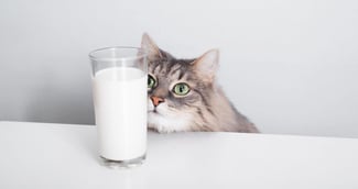 chat lait 