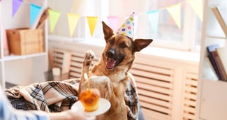 anniversaire pour chien 