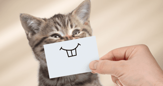 chat sourire 