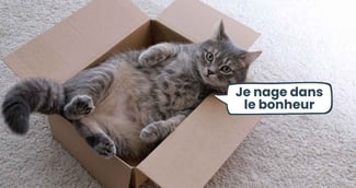 un chat dans un carton