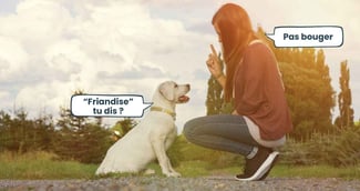  les 8 mots que votre chien comprend parfaitement