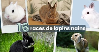 Races lapins nains