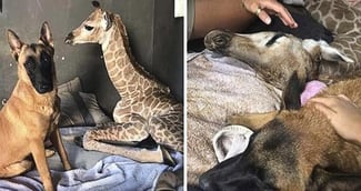 Une amitié unique et touchante entre un chien et une girafe