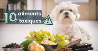 aliments toxiques chien